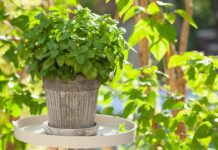 Meduňka: klidný spánek a uklidnění ducha