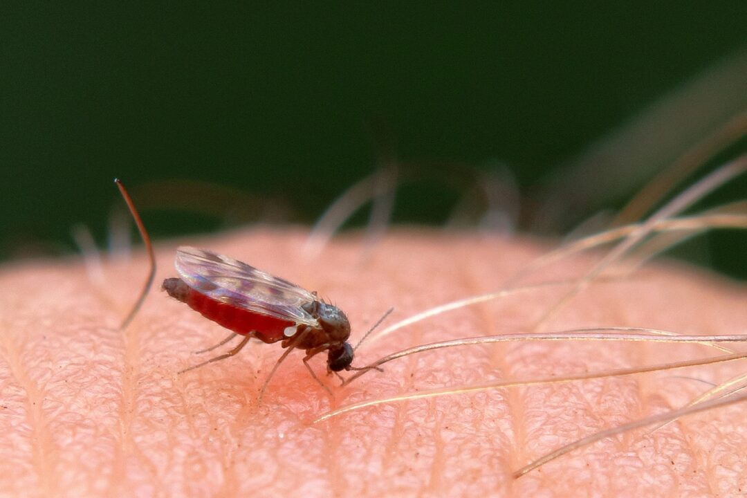 Přírodní pomocníci: Bylinky na bodnutí hmyzem