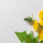 Bylinky a detoxikace: přírodní očista těla