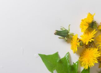 Bylinky a detoxikace: přírodní očista těla