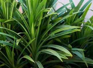Exotická zeleň uprostřed zimy: jak pěstovat pandan doma a využít jeho účinky Pandanové listy (Pandanus amaryllifolius) - používají se v jihovýchodoasijské kuchyni pro jejich jedinečnou vůni
