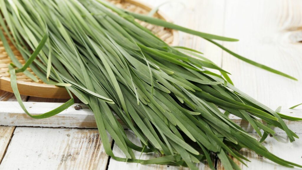 Pažitka čínská (Allium tuberosum) - podobná chuti klasické pažitce, ale s jemnějším česnekovým nádechem