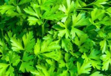 Petržel: nenápadná, ale výživná