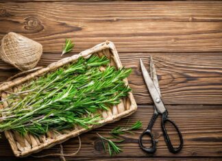 Rozmarýn: Pěstování, sklizeň a použití - Praktické rady pro využití této aromatické bylinky