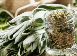Zelený dotek: Bylinky jako hlavní hvězdy ve vegetariánské a veganské kuchyni