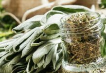 Šalvěj: starodávný lék a kulinářský zázrak