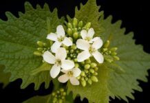 Česnáček lékařský: Bylinka s česnekovým aroma a širokým využitím