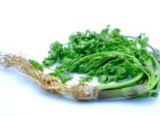 Jak sušit kořeny bylin pro dlouhodobé skladování coriander