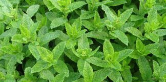 moroccan mint