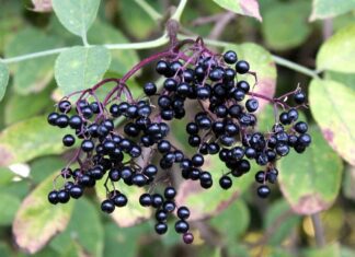 Volné dýchání a úleva od tlaku: Byliny při zánětu čelistních dutin black