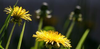 common dandelion