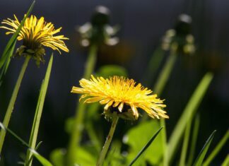 common dandelion
