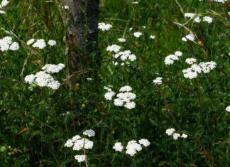 common yarrow