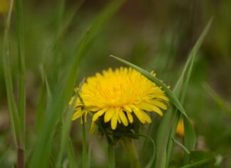 Bylinná podpora při rakovině jater dandelion