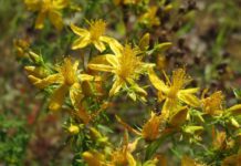hypericum perforatum