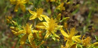 hypericum perforatum