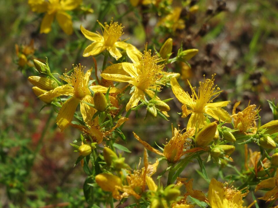 hypericum perforatum