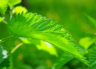 leaves