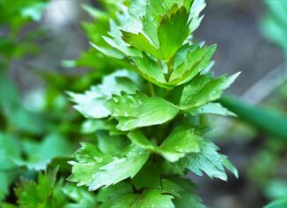 lovage