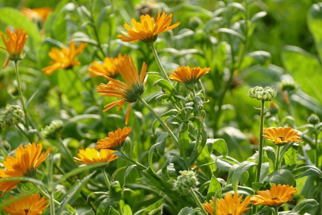 marigolds