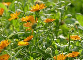 marigolds