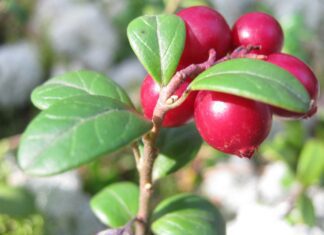 Přírodní opora mužského zdraví: bylinky při zánětu prostaty a močové trubice nature