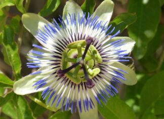 Když noc nepřináší klid: mučenka jako jemná cesta k hlubšímu spánku passionflower caerulea