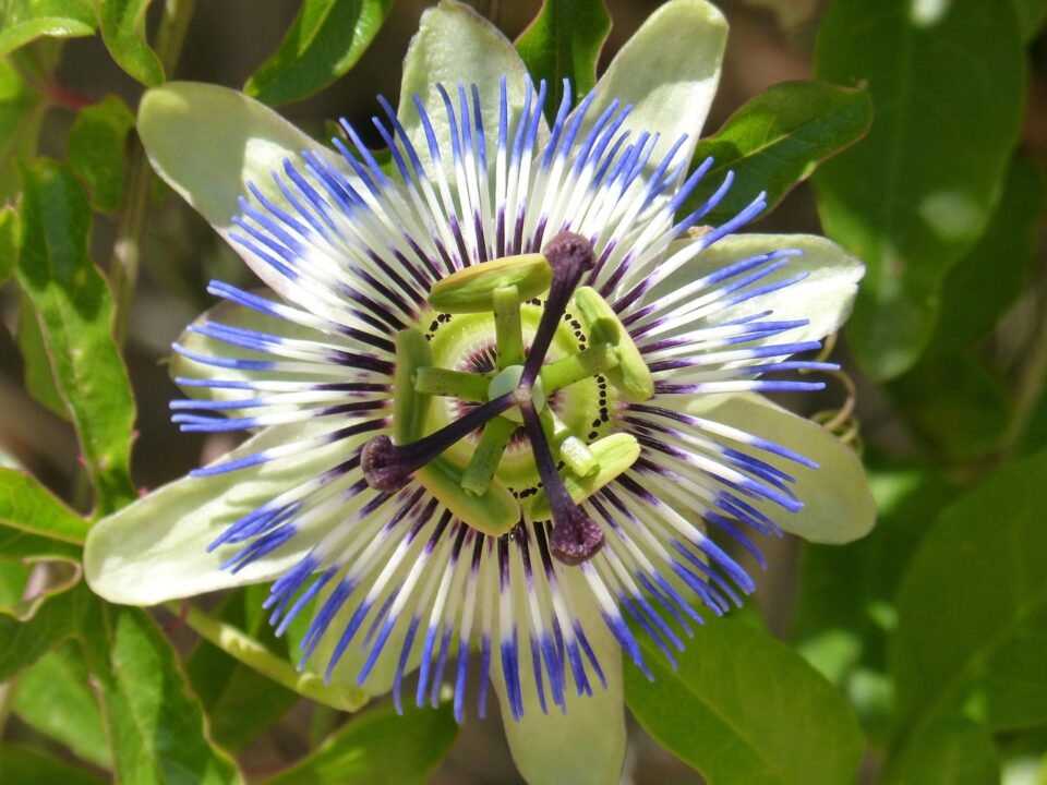 passionflower caerulea
