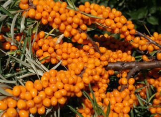 sea buckthorn