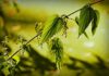 stinging nettle