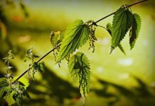 stinging nettle