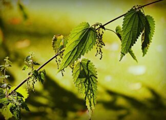 stinging nettle