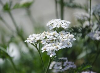 yarrow plant