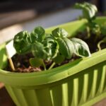 basil
