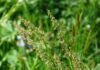 common sorrel