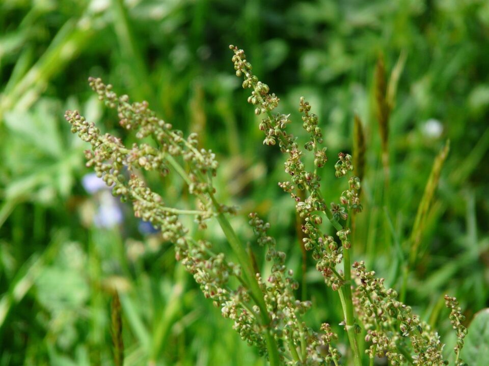 common sorrel