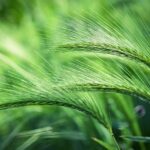 foxtail barley
