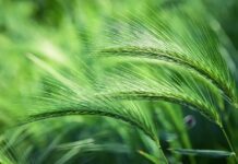 Zelená energie pro výkon i regeneraci: mladý ječmen ve světě sportovní výživy foxtail barley