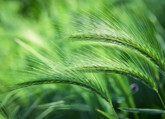 foxtail barley