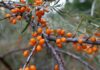 Oranžový poklad přírody: rakytník jako silný spojenec imunity a vitality fruit