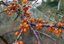 Oranžový poklad přírody: rakytník jako silný spojenec imunity a vitality fruit