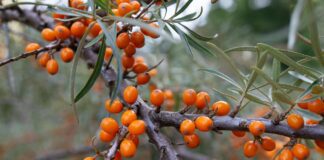 Oranžový poklad přírody: rakytník jako silný spojenec imunity a vitality fruit