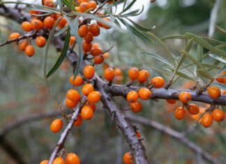 fruit