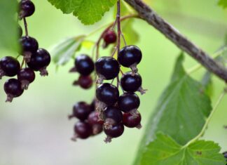 fruit