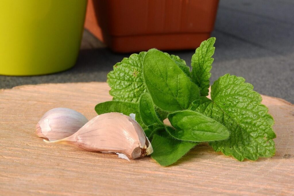 lemon balm