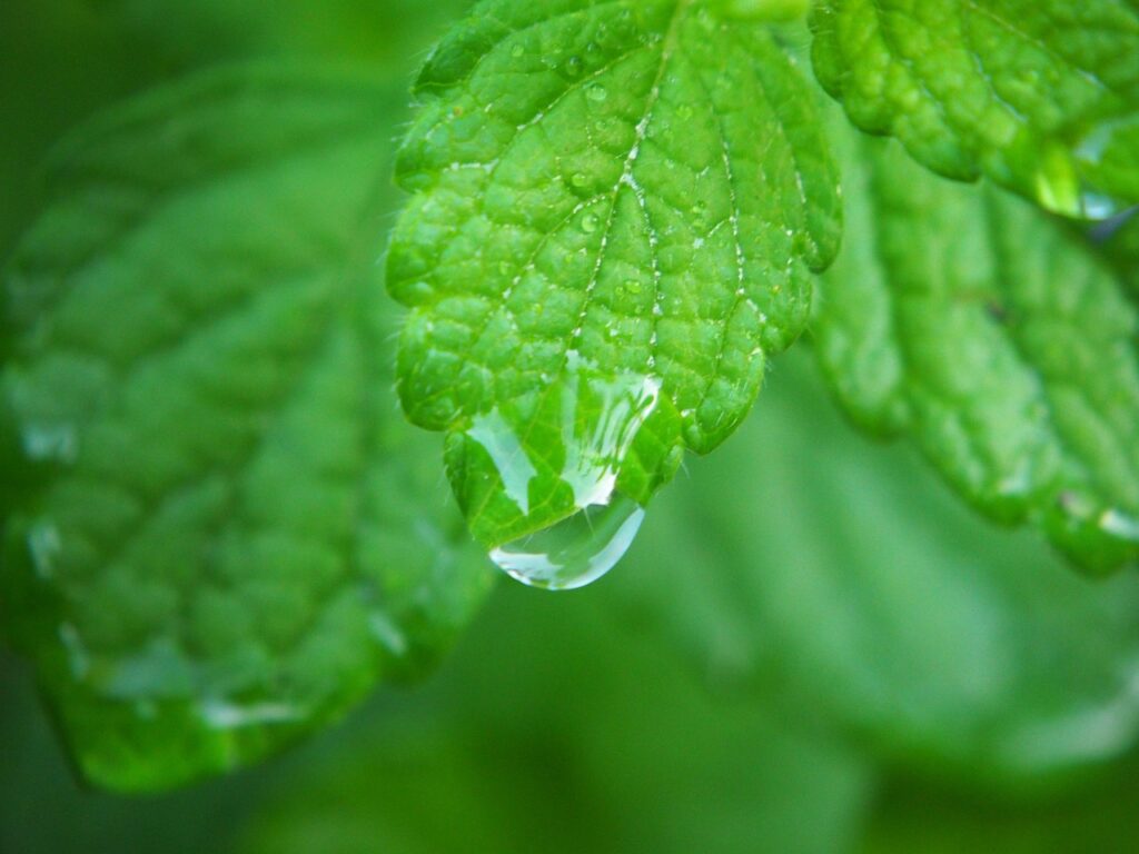 lemon balm