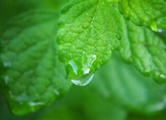 lemon balm