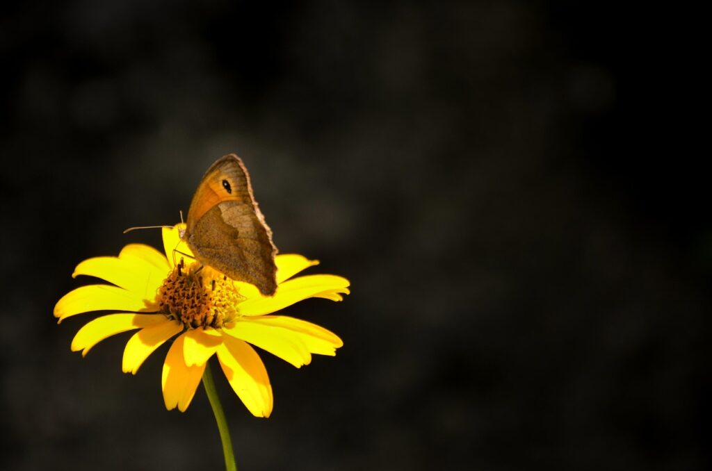 meadow brown