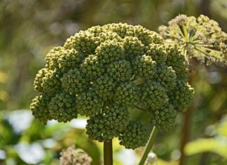 medicinal angelica