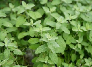 mint